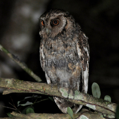 Megascops sanctaecatarinae