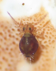 Dicyrtomidae