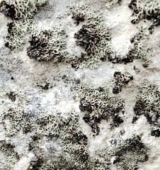 Leprocaulaceae