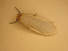 Eilema marguerita