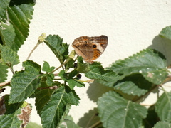 Junonia zonalis