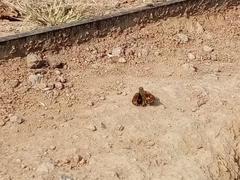 Lon melane vitellina