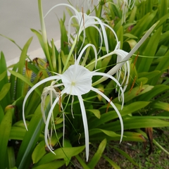 Hymenocallis speciosa
