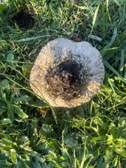 Calvatia cyathiformis