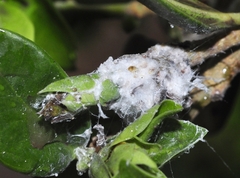 Homotoma ficus