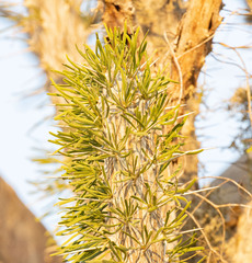 Didierea madagascariensis image