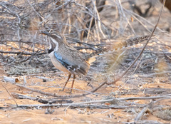 Uratelornis chimaera