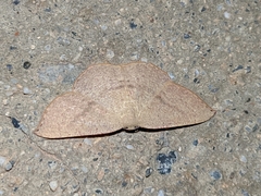 Cyclophora puppillaria