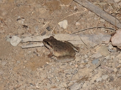 Pristimantis fenestratus