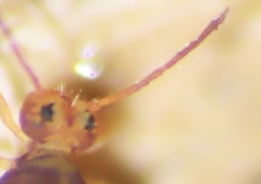 Dicyrtomidae