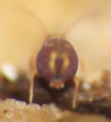 Dicyrtomidae