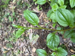 Hackelia latifolia