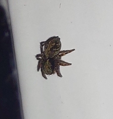 Pseudeuophrys lanigera