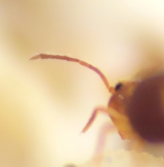 Dicyrtomidae