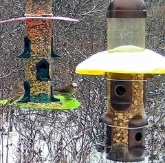 Haemorhous mexicanus