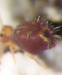 Dicyrtomidae