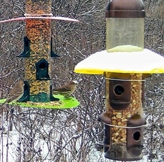 Haemorhous mexicanus