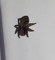 Pseudeuophrys lanigera