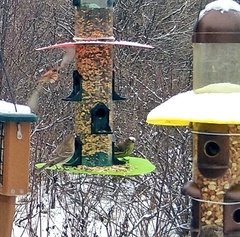 Haemorhous mexicanus