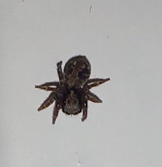 Pseudeuophrys lanigera