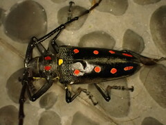 Batocera