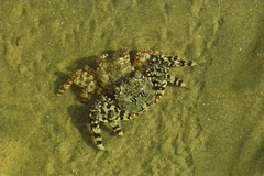 Grapsus albolineatus