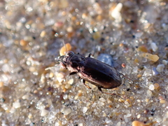 Notiophilus quadripunctatus
