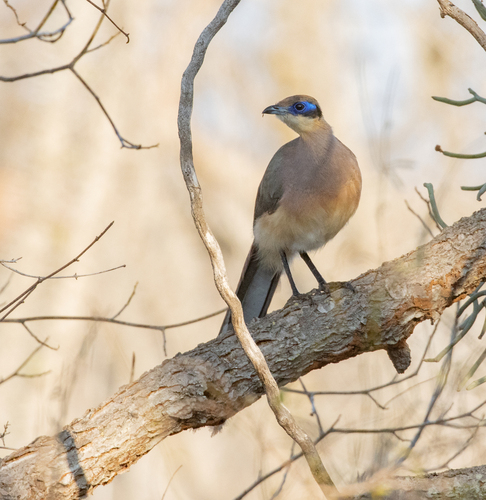 Olive-capped Coua