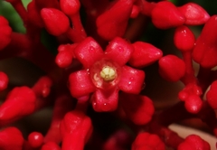Pinochia corymbosa portoricensis