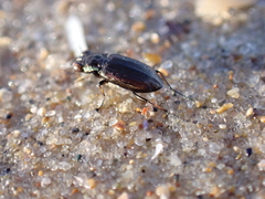 Notiophilus quadripunctatus