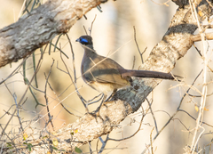 Coua ruficeps olivaceiceps