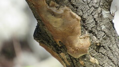 Fomitiporia punctata