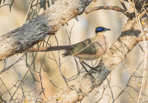 Olive-capped Coua (Coua olivaceiceps), photo 9