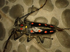 Batocera
