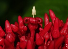 Pinochia corymbosa portoricensis