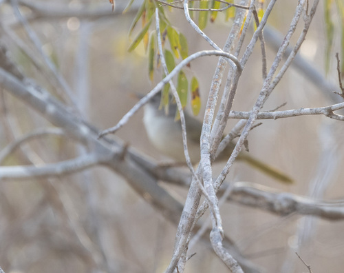 Thamnornis (Thamnornis chloropetoides), photo 1