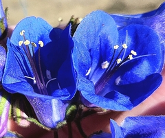 Phacelia campanularia