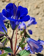 Phacelia campanularia