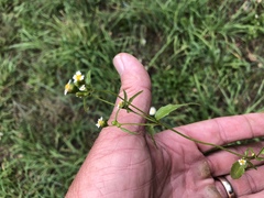 Galinsoga parviflora semicalva