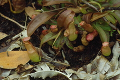 Nepenthes