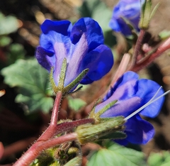 Phacelia campanularia