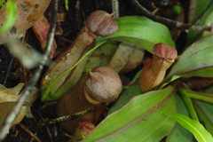 Nepenthes