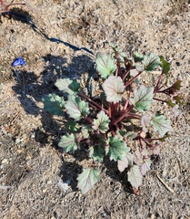 Phacelia campanularia