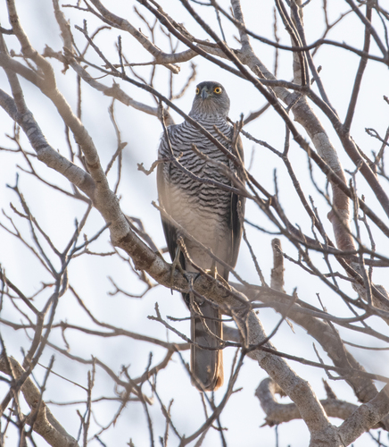 Madagascar Sparrowhawk (Accipiter madagascariensis)