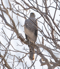 Accipiter madagascariensis