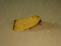 Earias flavida
