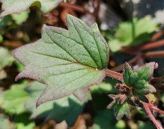 Phacelia campanularia