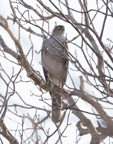 Madagascar Sparrowhawk (Accipiter madagascariensis), photo 2