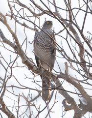 Accipiter madagascariensis