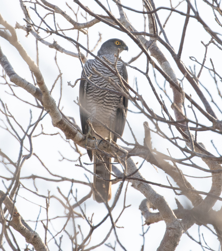 Madagascar Sparrowhawk (Accipiter madagascariensis), photo 6